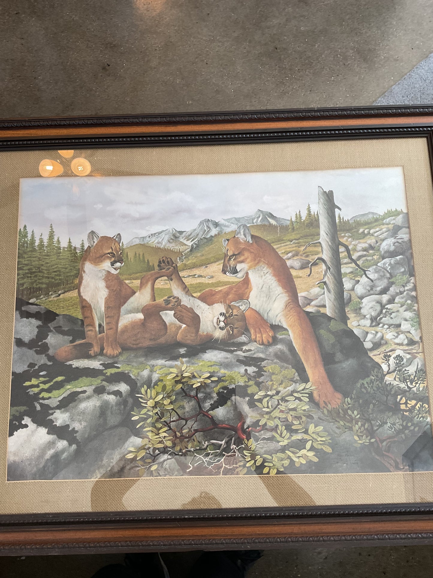 “Mountain Lion” by Roy Harm