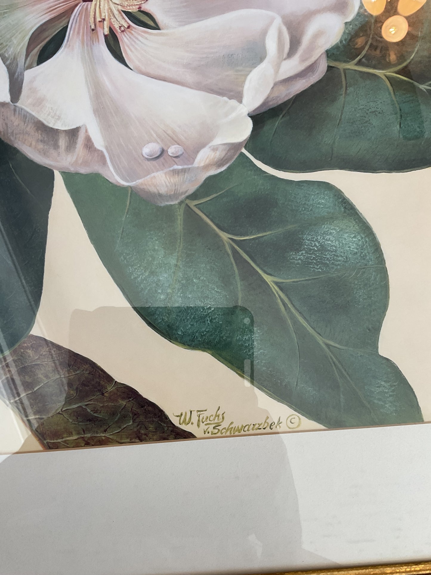 “Afternoon Magnolia” by W. Fuchs V. Schwarzbek